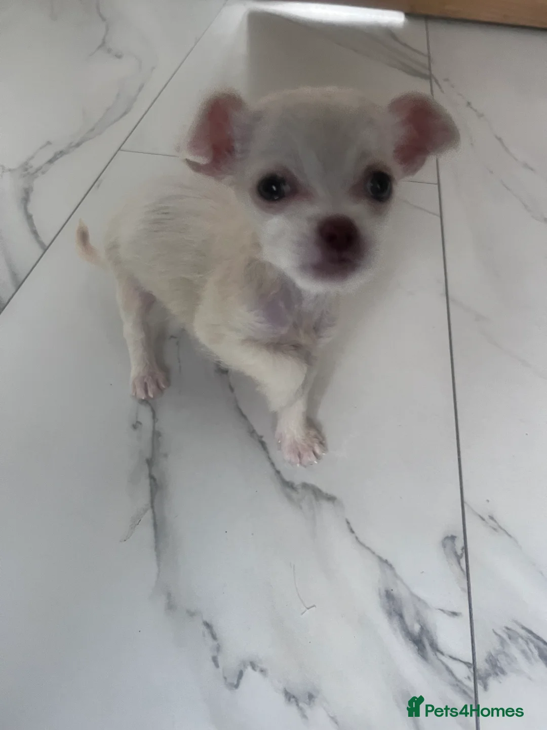 Mixed Breed dogs for sale: Chihuahua mixed breed - Advert 3