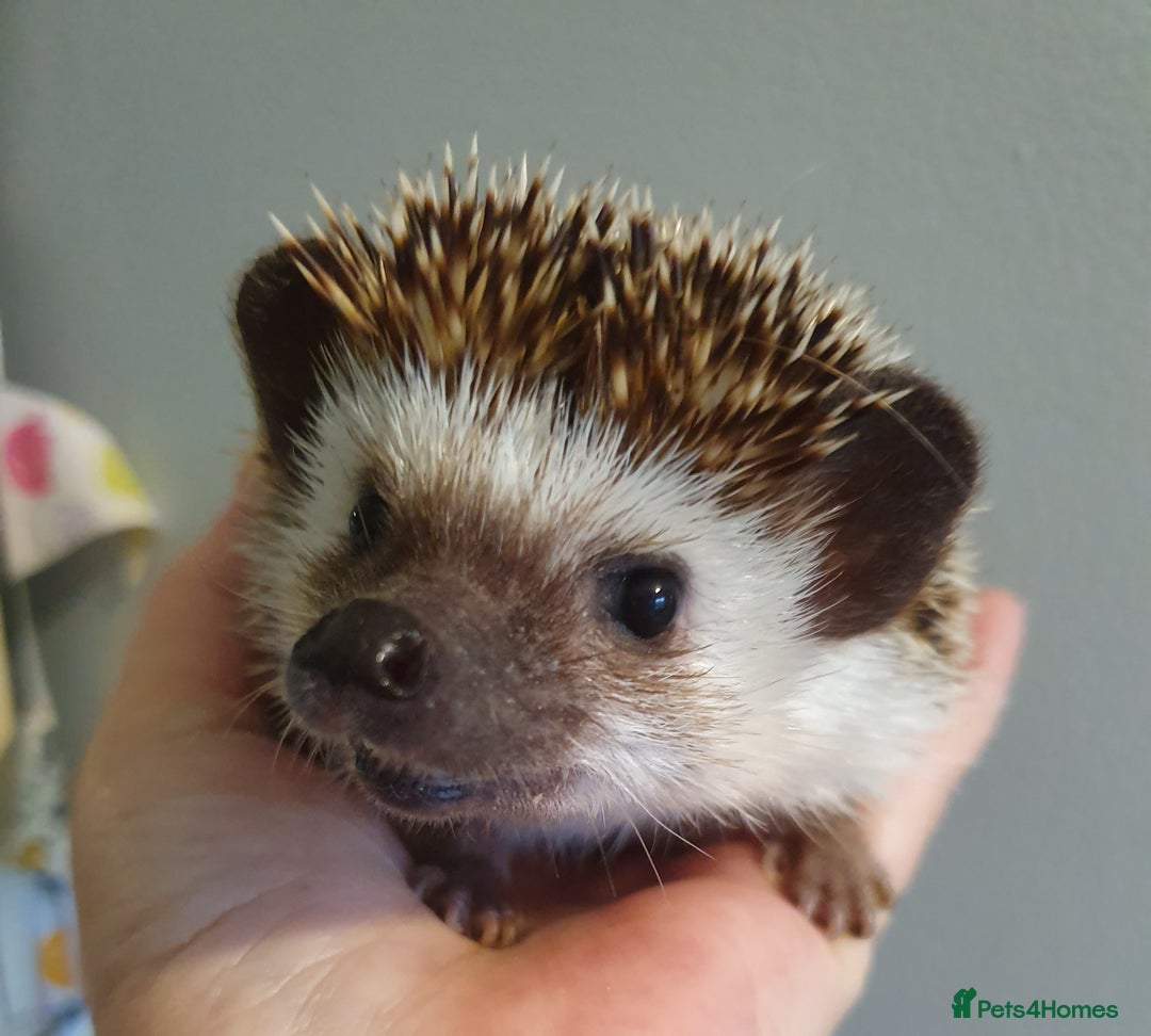 Pygmy Hedgehog rodents for sale: African pygmy hedgehogs - Advert 10