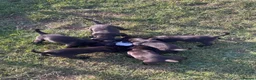 Labrador Retriever dogs for sale: Black Labrador Puppies KC Registered  - Advert 12