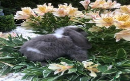 Mini Lop rabbits for sale: gorgeous friendly mini lops £75 - Image 2