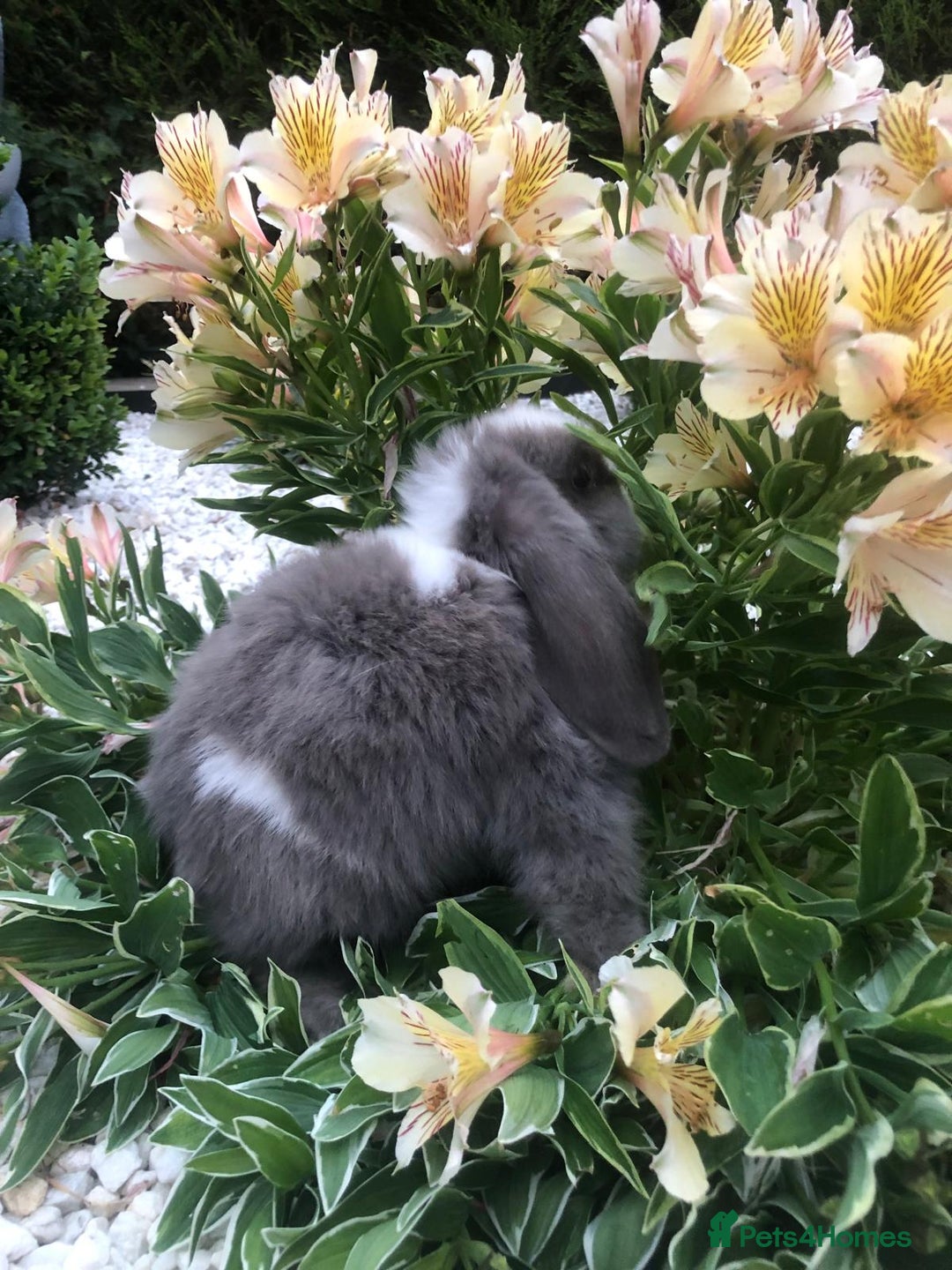 Mini Lop rabbits for sale: gorgeous friendly mini lops £75 - Image 2