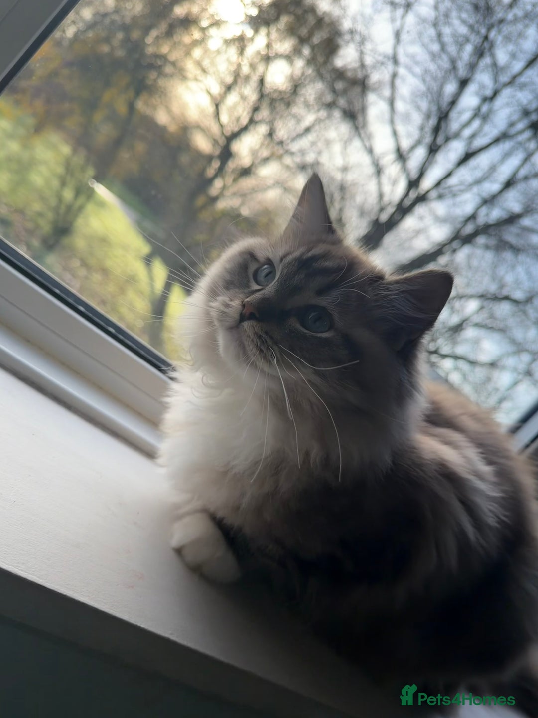 Ragdoll cats for sale: Seal Lynx Mink ragdoll  - Advert 4