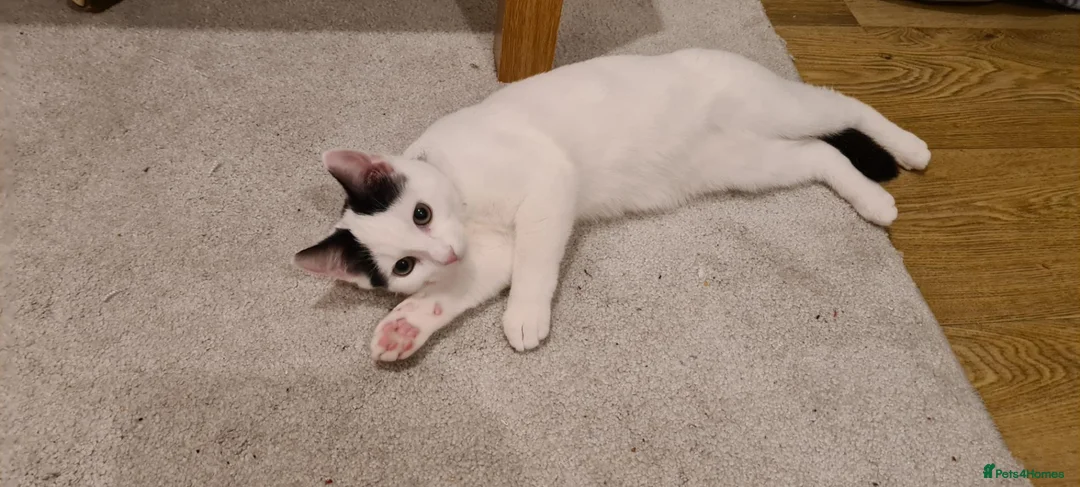 Domestic Shorthair cats for sale: 6 year old female cat  in Newport - Advert 4