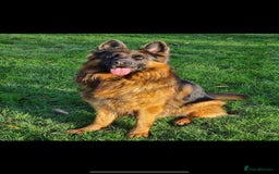 German Shepherd dogs for sale: Kc-registered German shepards puppies for sale - Image 36