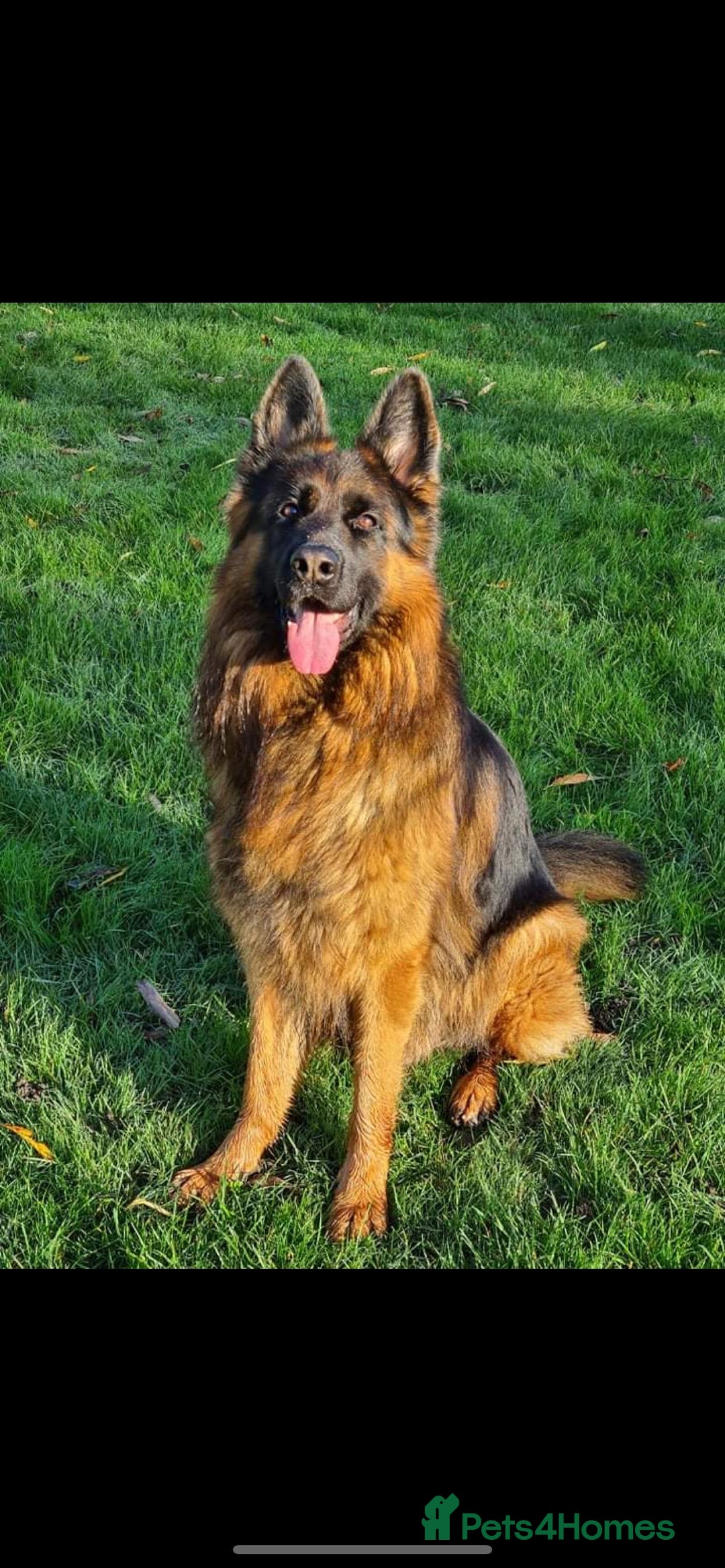 German Shepherd dogs for sale: Kc-registered German shepards puppies for sale - Image 36