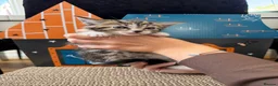 Mixed Breed cats for sale: Beautiful tabby kittens for sale  in Brighton - Advert 9