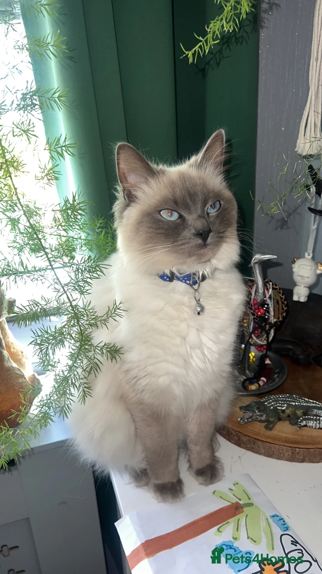 Mixed Breed cats for sale: Beautiful Mixed Breed Ragdoll Kittens! in Cambridge - Advert 20