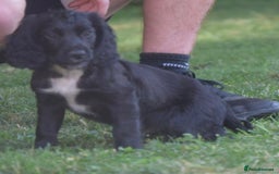 Cocker Spaniel dogs for sale: READY TO NOW Cocker spaniels puppies  - Image 5