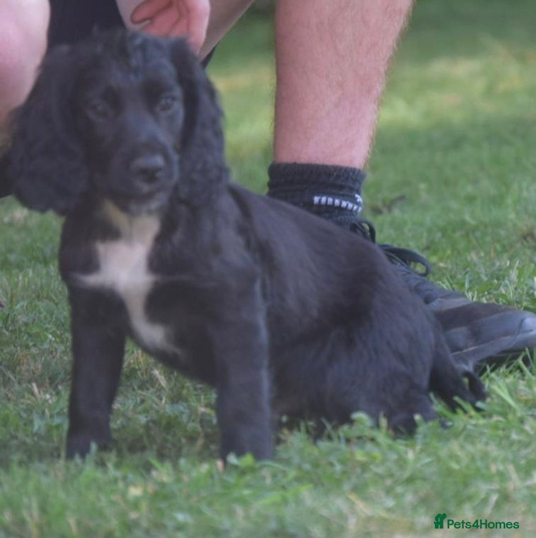 Cocker Spaniel dogs for sale: READY TO NOW Cocker spaniels puppies  - Image 5