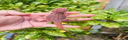 Bearded Dragon reptiles for sale: 100% red monster bearded dragon babies🐉 - Advert 4