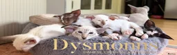 Oriental cats for sale: Last girl available-TICA - Advert 7