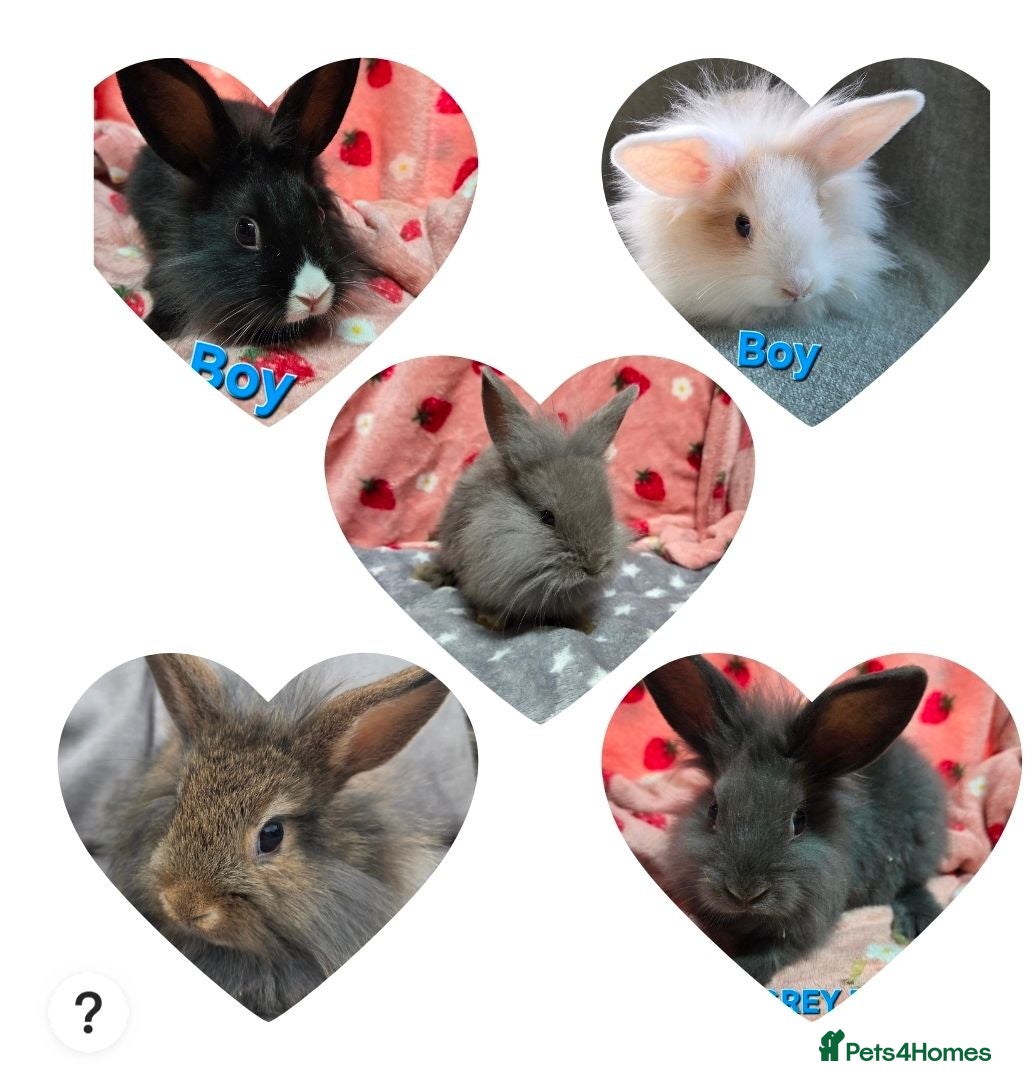Lionhead rabbits Lion head bunnies ready now - Advert 2
