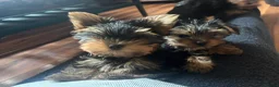 Yorkshire Terrier dogs for sale: Miniature yorkie 3 girls dad champion bloodline  - Advert 3
