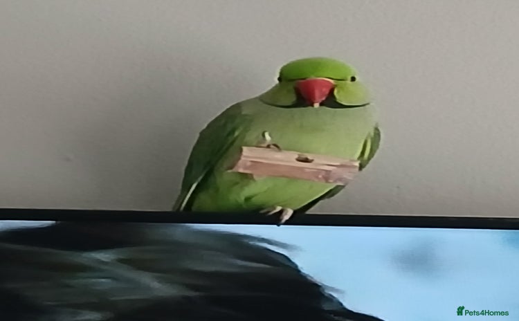 Parrots birds - Advert 15