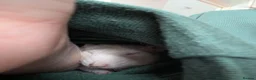 Rat rodents for sale: Three lovely ladies available  - Advert 6
