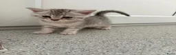 British Shorthair cats for sale: Silver Tabby British Shorthair male kittens in Brentwood - Advert 3