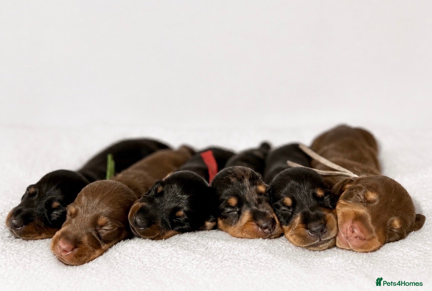 Miniature Dachshund dogs Beautiful pedigree miniature dachshund  - Advert 13