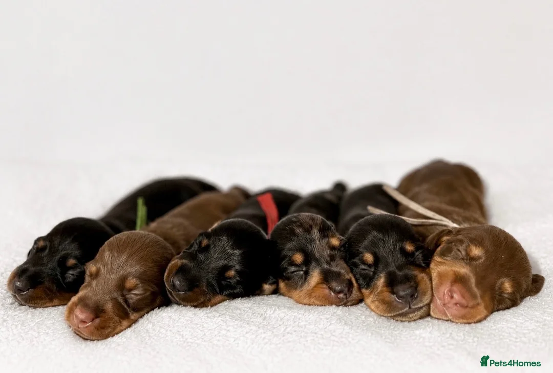 Miniature Dachshund dogs for sale: Beautiful pedigree miniature dachshund  - Advert 1