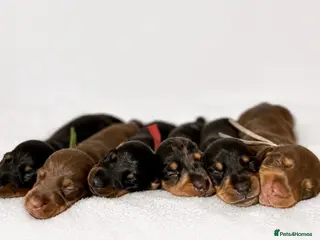 Miniature Dachshund dogs Beautiful pedigree miniature dachshund - Advert 13