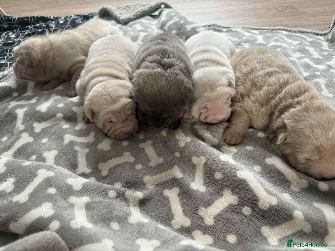 Shar Pei dogs for sale: shar peis - Advert 18