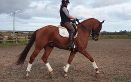 Danish Warmblood horses for sale: Ivan Beautiful Gelding sired by Cupido x Ultima - Image 6