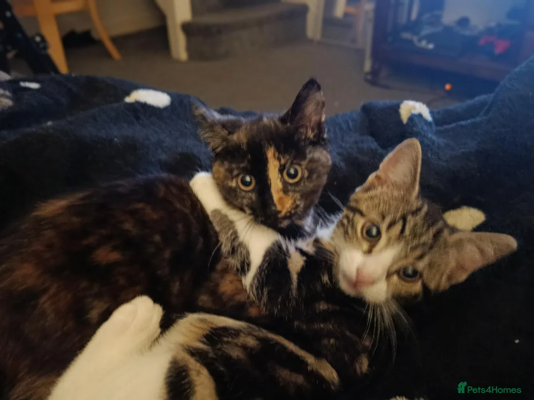 Mixed Breed cats for sale: Two Adorable Kittens Looking for Home!  - Advert 1