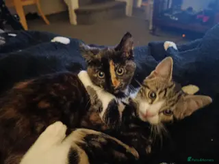 Mixed Breed cats Two Adorable Kittens Looking for Home! - Advert 1