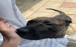 Presa Canario dogs for sale: 5 year old female presa canario  - Image 8