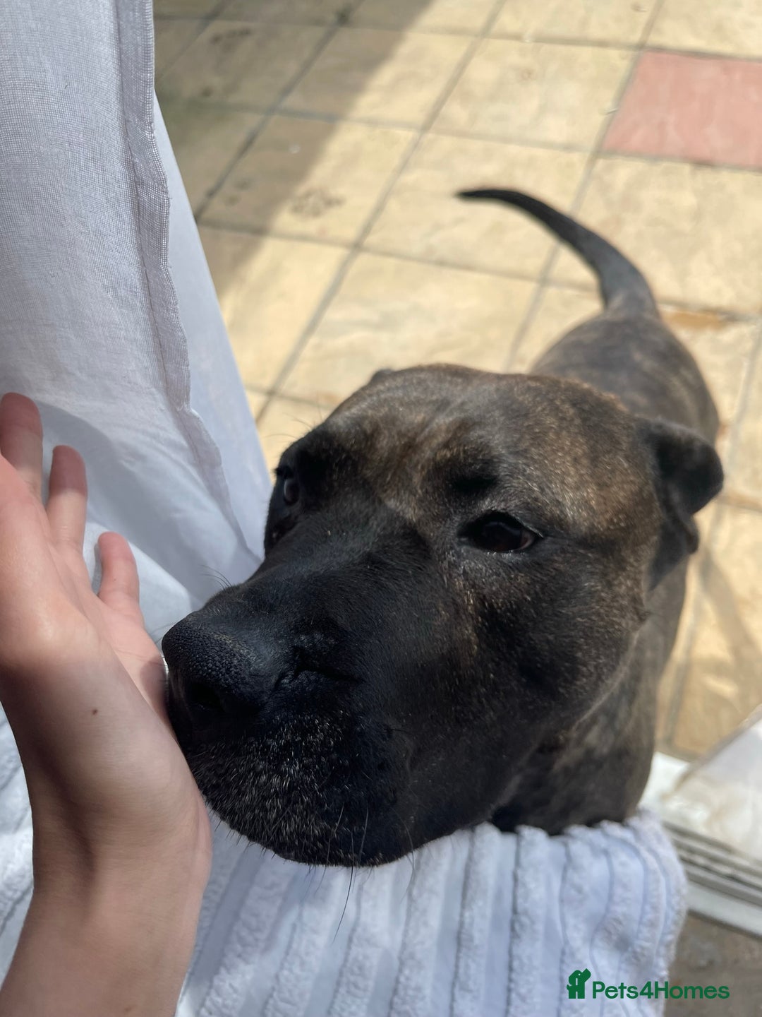Presa Canario dogs for sale: 5 year old female presa canario  - Image 8