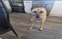 Lurcher dogs for sale: sadly im having to rehome and dont want £75  - Advert 4