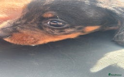 Miniature Dachshund dogs for sale: Beautiful miniature dachshund puppies - Image 25