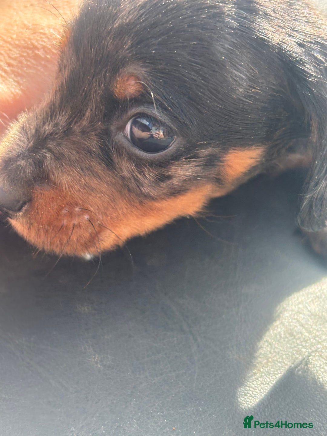 Miniature Dachshund dogs for sale: Beautiful miniature dachshund puppies - Image 25