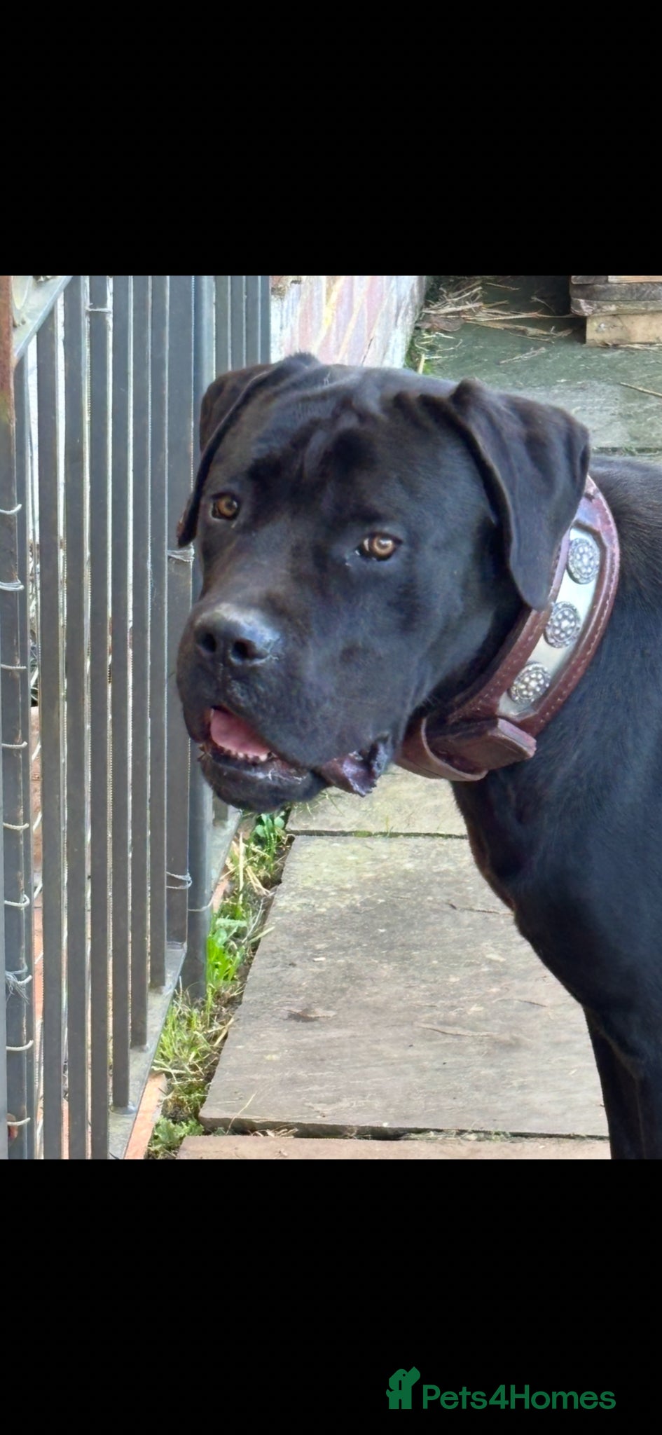 Cane Corso dogs Lo Raso Cane Corso - Advert 1