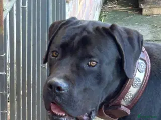 Cane Corso dogs Lo Raso Cane Corso - Advert 1