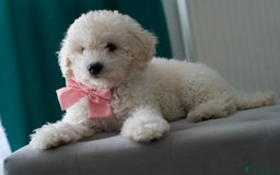Shihpoo dogs for sale: Shihpoo - Image 10