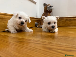 West Highland Terrier dogs KC REGISTERED Boys - Advert 8