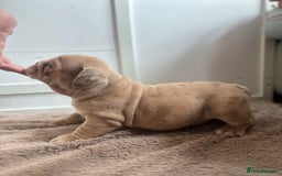 English Bulldog dogs for sale: Beautiful English Bulldog Puppies - Image 22
