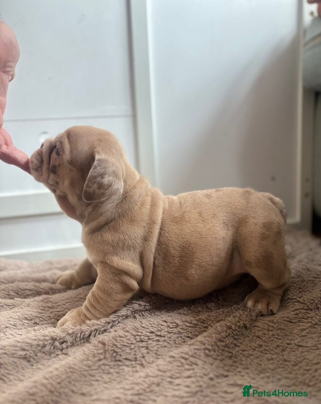 English Bulldog dogs for sale: Beautiful English Bulldog Puppies - Image 22