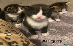 Mixed Breed cats for sale: 5 kittens for sale  - Image 1