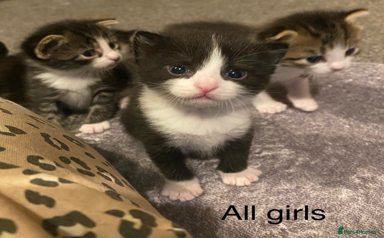 Mixed Breed cats - Advert 1
