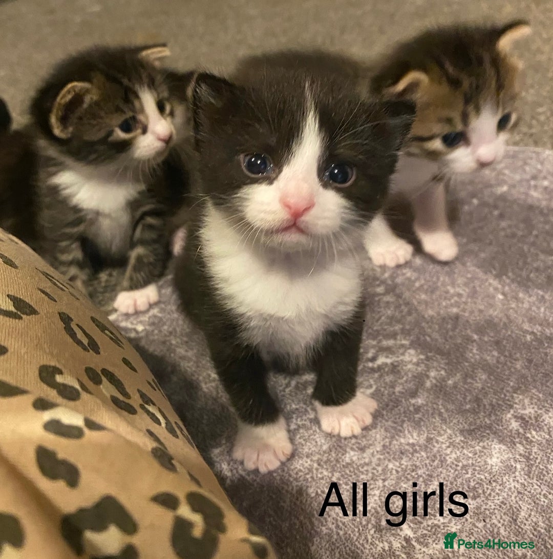 Mixed Breed cats for sale: 5 kittens for sale  - Image 1