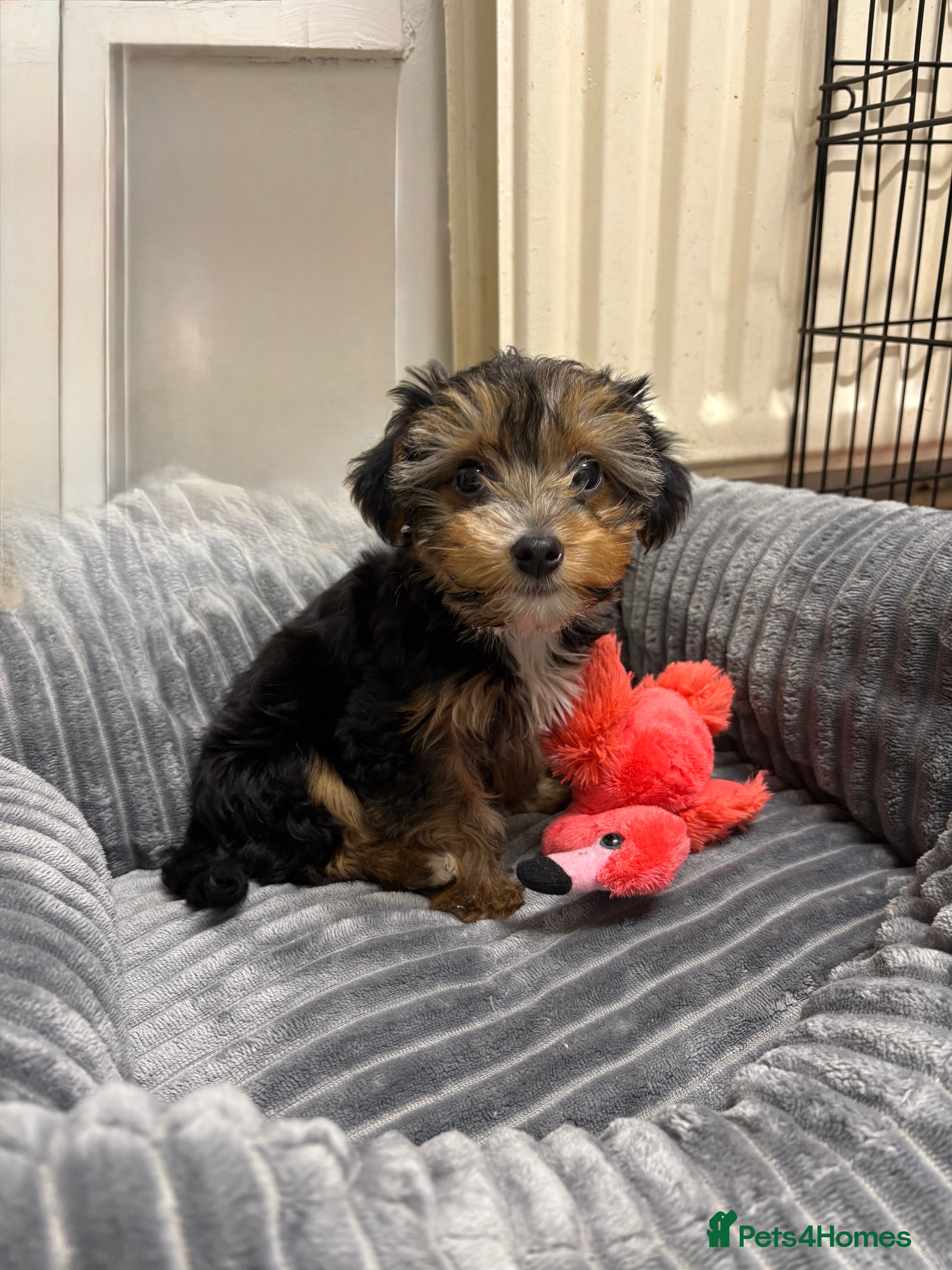 Yorkshire Terrier dogs £950 Ready now Yorkie girl  - Advert 3