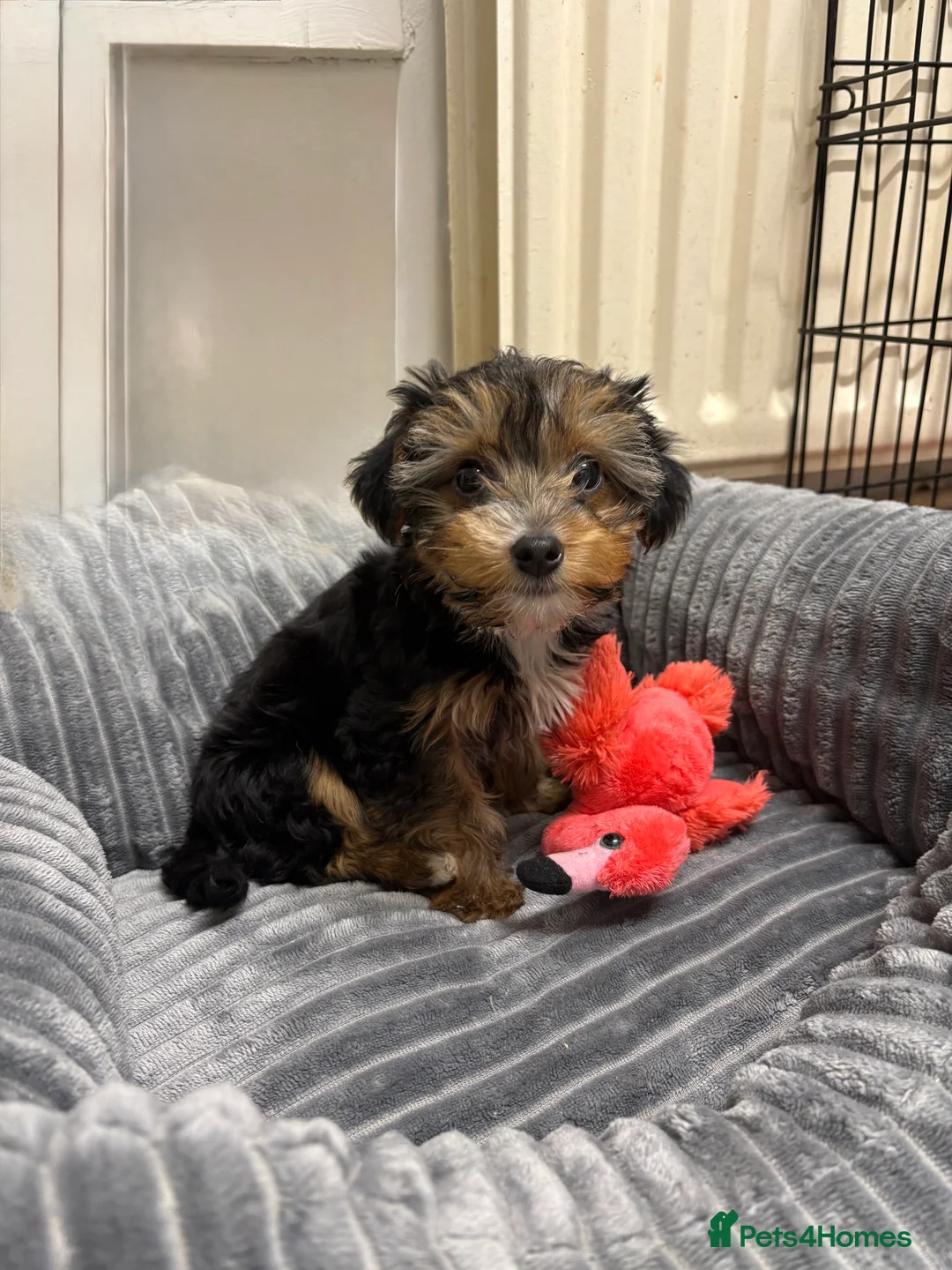Yorkshire Terrier dogs for sale: Ready now Yorkie girl  - Advert 7