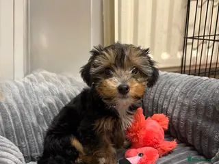 Yorkshire Terrier dogs £950 Ready now Yorkie girl - Advert 3