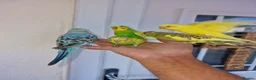 Budgerigars birds for sale: Super silly hand tamed baby budgies  - Advert 5