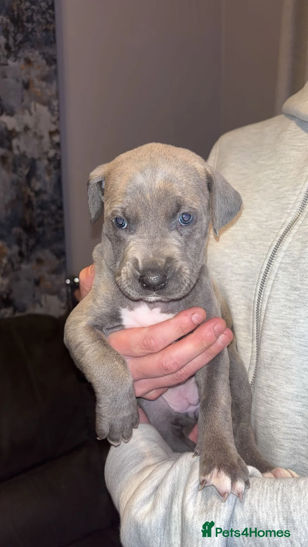 Mixed Breed dogs for sale: Stunning Cane Corso x Presa Canario Puppies  - Advert 24