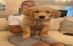 Golden Retriever dogs for sale: Ready Now Golden Retriever Puppies - Image 11