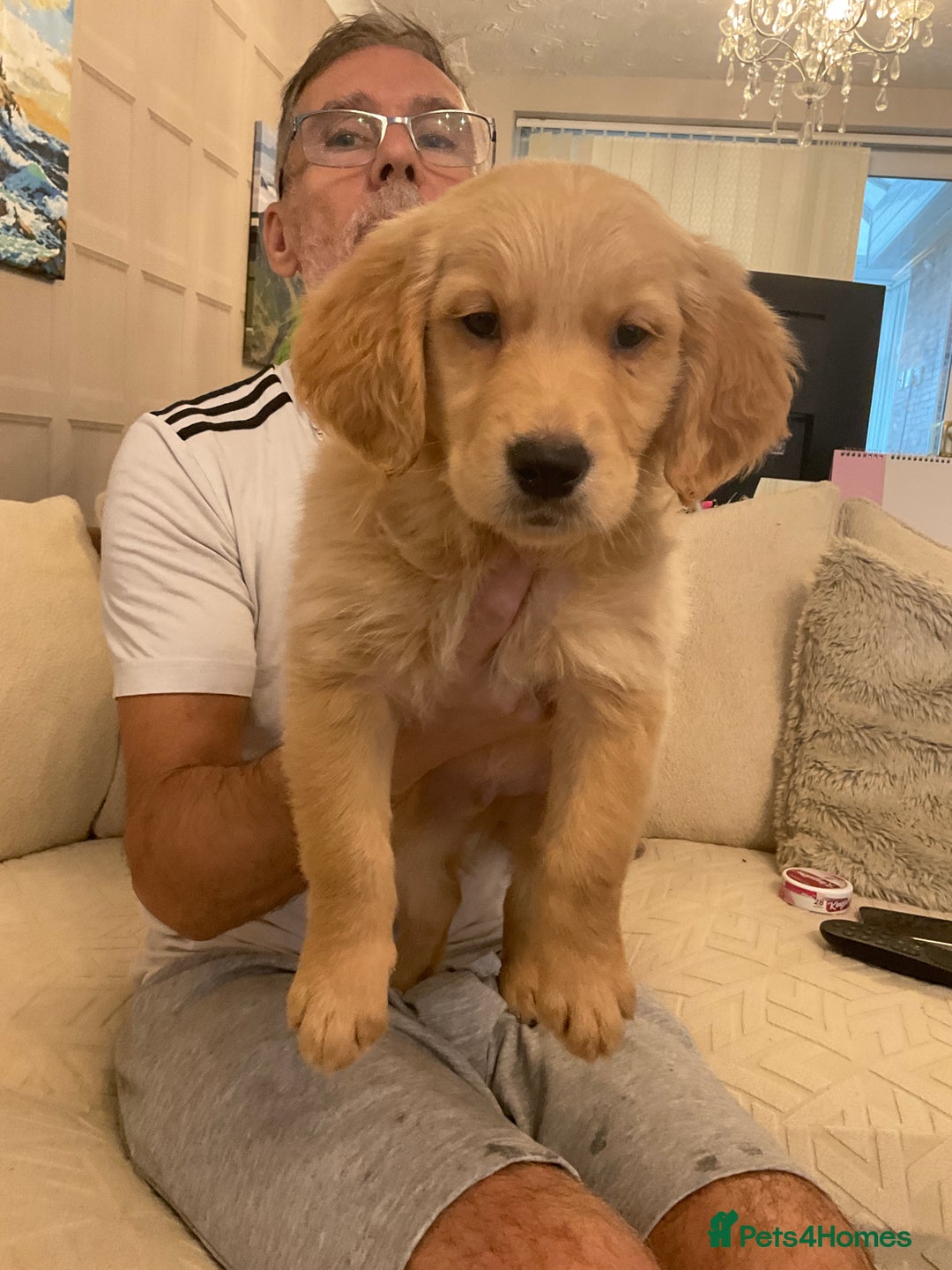 Golden Retriever dogs for sale: Ready Now Golden Retriever Puppies - Image 11