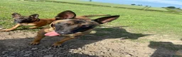 Belgian Shepherd Dog dogs for sale: Belgian Malinois pups  - Advert 22