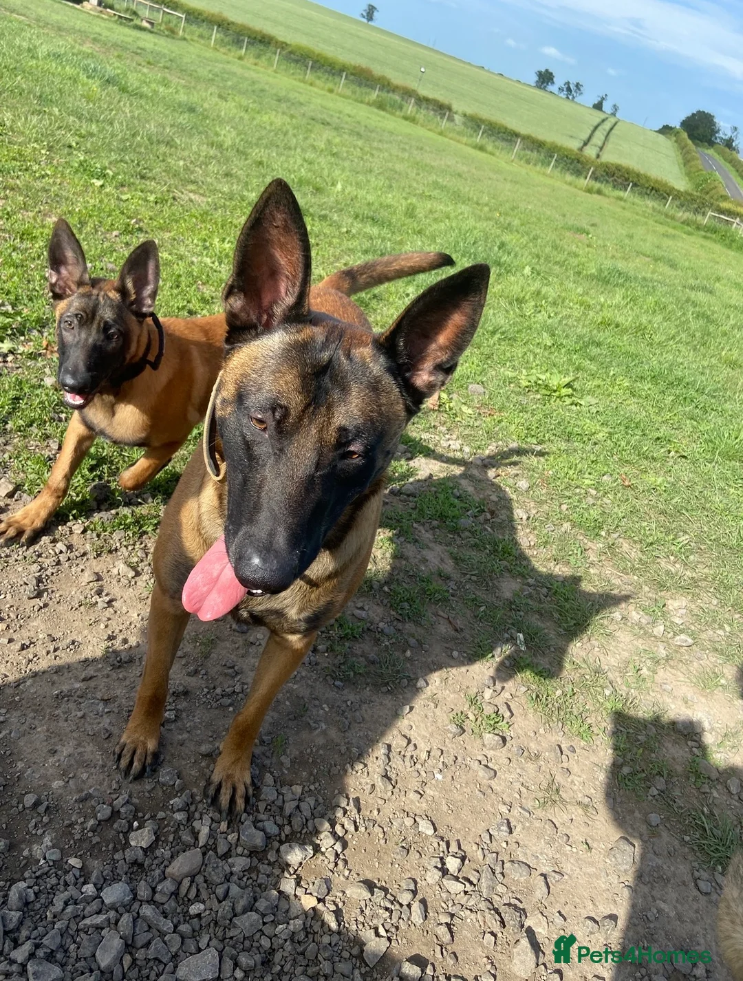 Belgian Shepherd Dog dogs for sale: Belgian Malinois pups  - Advert 22